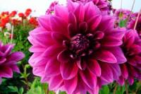 Георгина Стратос