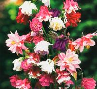 Аквилегия смесь окрасок 0,1г Аквилегия смесь окрасок 0,1г