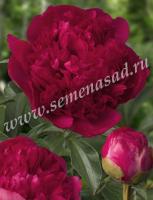 Пион молочноцветковый Комманд Перформанс (1шт,2-3) 