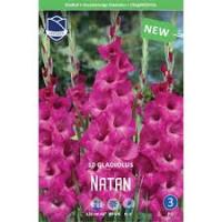 Гладиолус Натан (10 шт.) 12/14
