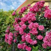 Саженцы Роза плетистая Лагуна