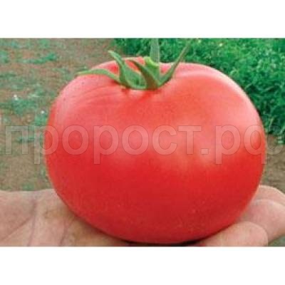 Томат Бобкат F1 1000 шт