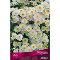 Хризантема корейская Медея 1шт 