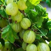 Крыжовник Зеленый дождь