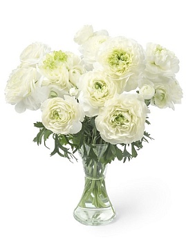 Лютик гибридный Романс Гренобль /К 839684 Лютик гибридный Романс Гренобль /К 839684