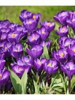 Крокус Вангард 7/8 (10шт) 118861 Крокус Вангард 7/8 (10шт) 118861
