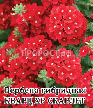 Гавриш Фермерская Вербена Кварц-ХР Скарлет 250 шт  Гавриш Фермерская Вербена Кварц-ХР Скарлет 250 шт