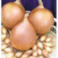 Лук-севок Стурон 0,5кг+-10%