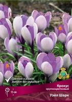 Крокус Крупноцветковый Уэйл Шарк (10шт, 7/8) 839668 Крокус Крупноцветковый Уэйл Шарк (10шт, 7/8) 839668
