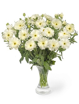 Лютик гибридный Батерфляй Грация /К 839676 Лютик гибридный Батерфляй Грация /К 839676