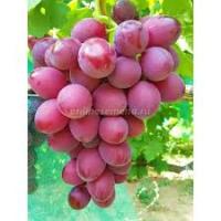 Виноград Подарок Елене