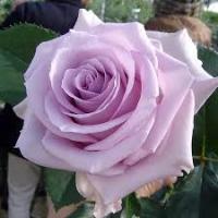 Саженцы Роза чайно-гибридная Вальц Тайм 751947