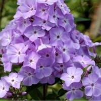 Флокс метельчатый Мирослав (I) 1 шт