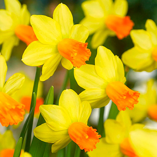 Нарцисс цикламеновый Джетфайр (5шт, 12/14) 833078 Нарцисс цикламеновый Джетфайр (5шт, 12/14) 833078