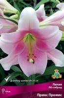 Лилия ЛО-Гибрид Принс Промис 14/16