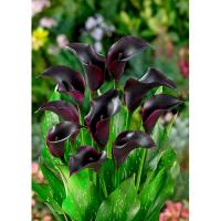 Калла Ла Паз /К