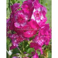 Флокс метельчатый Хозяйка медной горы (I) 