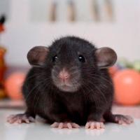 Грызуны Крыса дамбо S