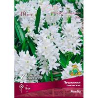 Пушкиния Ливанская Альба (10шт, 6+) 839650 Пушкиния Ливанская Альба (10шт, 6+) 839650
