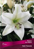 Лилия ЛО-Гибрид Вайт Триумф 