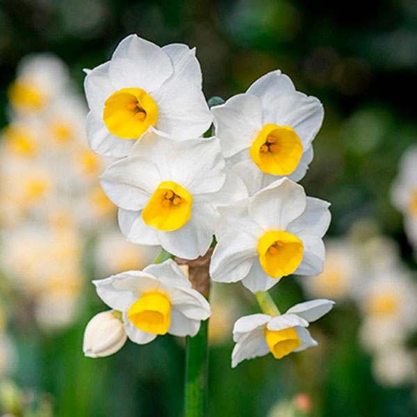 Нарцисс Тацеттовидный Минноу ( 5шт, 12/14) 833076 Нарцисс Тацеттовидный Минноу ( 5шт, 12/14) 833076