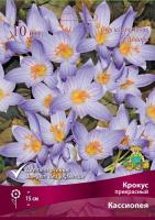 Крокус прекрасный Кассиопея  Крокус прекрасный Кассиопея