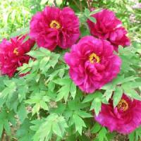 Пион древовидный Богатство и звание