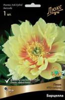 Пион ИТО-гибрид Барцелла (1шт, 2-3)