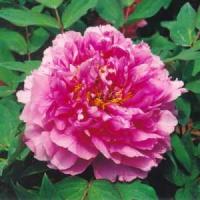 Пион древовидный Цветочная Роса