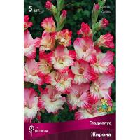 Гладиолус Крупноцветковый Жирона (12/14) 5 шт