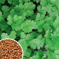 Кориандр Бородинский 20г Кориандр Бородинский 20г