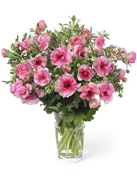 Лютик гибридный Батерфляй Гера /К 839678 Лютик гибридный Батерфляй Гера /К 839678