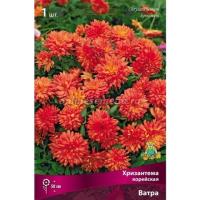 Хризантема корейская Ватра 1шт 