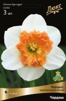 Нарцисс Крупнокорончатый Чардаш