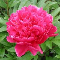 Пион молочноцветковый Августин д'Ур (1шт,2-3)  Пион молочноцветковый Августин д'Ур (1шт,2-3)