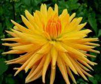 Георгина Голд Кроун