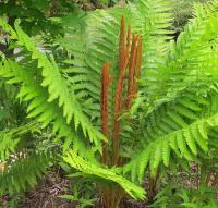 Чистоуст королевский (I)