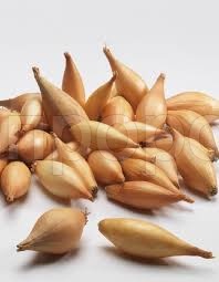 Лук-севок Олина 1кг +-10%  Лук-севок Олина 1кг +-10%