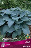 Хоста поздняя Халцион (I) 1 шт