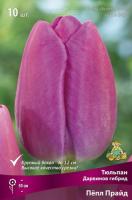 Тюльпан Дарвинов гибрид Пёпл Прайд (лилово-пурпурный 11/12) 10шт 817475