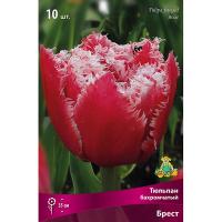 Тюльпан Бахромчатый Брест (насыщенно-роз с белой игольчатой каймой, махр, 7шт, 11/12) 833105 Тюльпан Бахромчатый Брест (насыщенно-роз с белой игольчатой каймой, махр, 7шт, 11/12) 833105