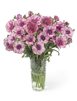 Лютик гибридный Батерфляй Фива /К 839680 Лютик гибридный Батерфляй Фива /К 839680