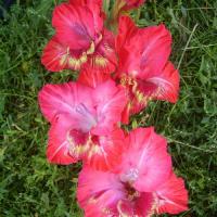 Гладиолус Крупноцветковае Фортуна (10/12) 10 шт 