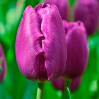 Тюльпан Триумф Негрита ( 10шт, 11/12) 827189 Тюльпан Триумф Негрита ( 10шт, 11/12) 827189