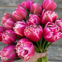 Тюльпан Махровый ранний Колумбус ( 10шт, 10/11)  Тюльпан Махровый ранний Колумбус ( 10шт, 10/11)