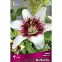 Лилия Азиатская Трайбал Кисс (14/16) 2 шт 