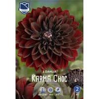 Георгина Карма Шок