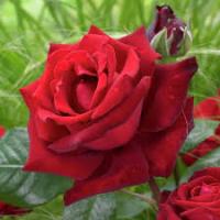 Саженцы Роза чайно-гибридная Ингрид Бергман