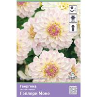 Георгина декоративная Гэллери Моне (I) 1 шт 842171