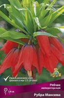 Рябчик Императорский Рубра максима ( 20/24) 839653 Рябчик Императорский Рубра максима ( 20/24) 839653